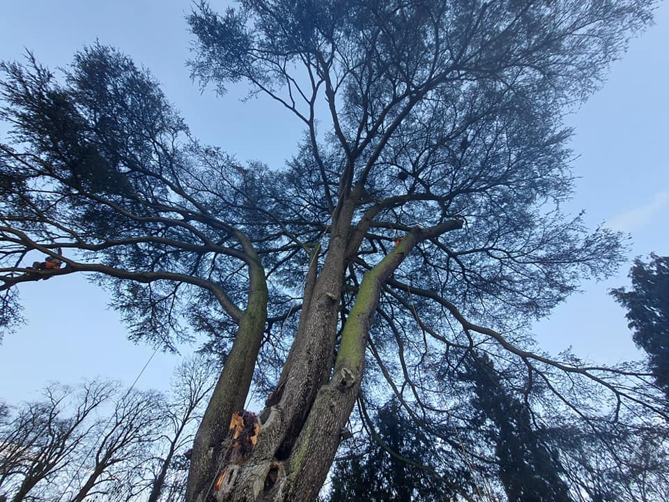 cedar tree removal in wolverhampton